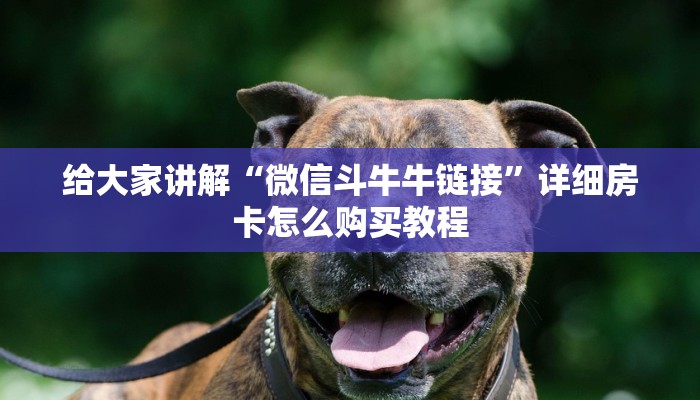 房卡必备教程“新道游金花在哪买房卡”房卡链接获取